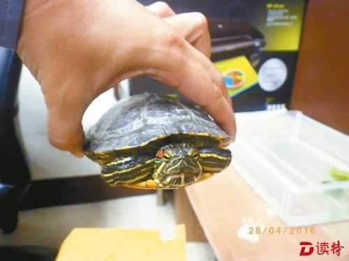 警察事后“逮捕”乌龟，送往动保处代管。