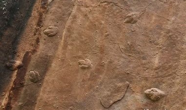 中国发现世界最小恐龙足迹 仅2厘米