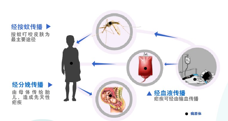 去非洲和东南亚要当心，防控恶性疟疾这几招你必须记住