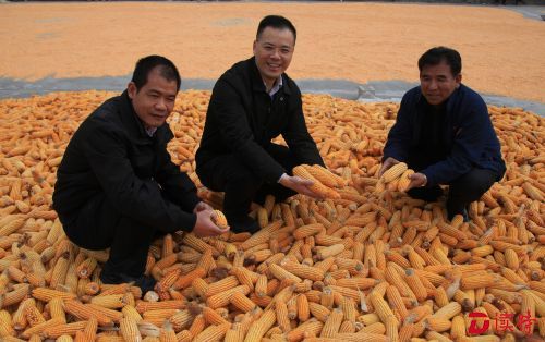 2015年10月19日，察隅农场党委书记陈晓明（中）、场长平措（右）、副场长欧继喜（左）到农场连队检查指导秋收工作。（摄影：杨逊昕）