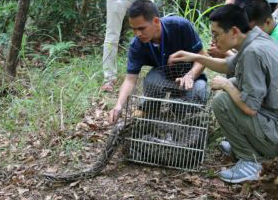 南澳发现当地最大野生蟒蛇和猫头鹰