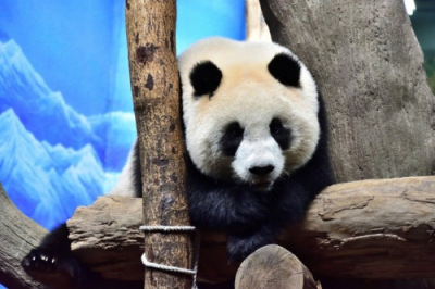 大熊猫“圆仔”确认进入青春期 现食欲下降等行为