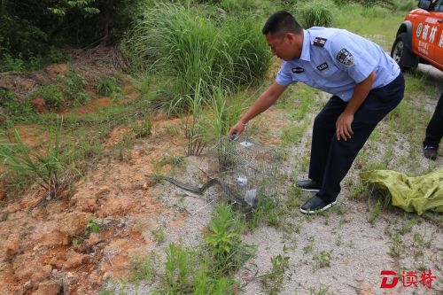 南澳又现蟒蛇、三线蛇，夏季蛇多郊游慎行