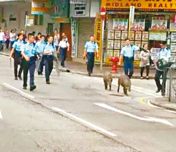 “三只小猪”游香港闹市 警员“护送”回山