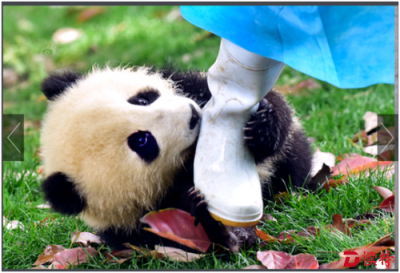 图解｜“网红”饲养员与熊猫的日常生活