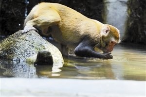 内伶仃岛猴子图片