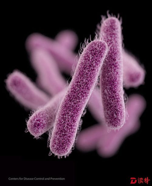 图为显微镜下人类肠道中常见的志贺氏属杆菌