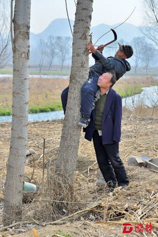 2014年3月13日,贾文其用肩膀将贾海霞顶起来,贾海霞用镰刀将大树多余的枝杈砍下来,作为插枝的树苗。张震摄