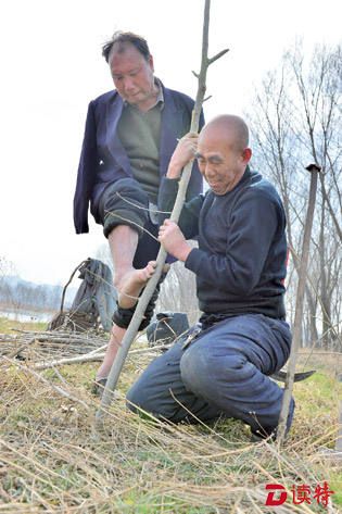 2014年3月13日,贾文其用脚将树枝插在坑中,贾海霞双手用力将它插入土中。张震摄
