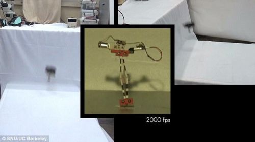 最新机器人小强技术问世 弹跳高度超过1.6米