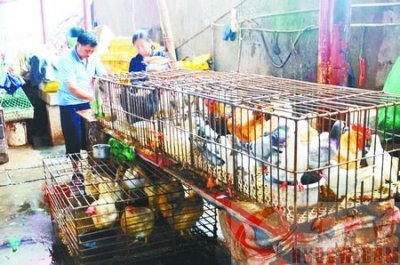 深圳正式告别吃“活鸡”时代 只售生鲜鸡