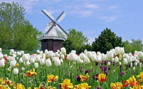 260559__holland-tulip_p
