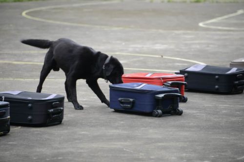 深圳“神犬”比武得状元，想知道它们是怎样破案的吗？
