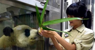 全球最年长大熊猫的“港式生活”