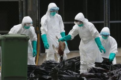 防范H7N9病毒 香港销毁逾五千只家禽