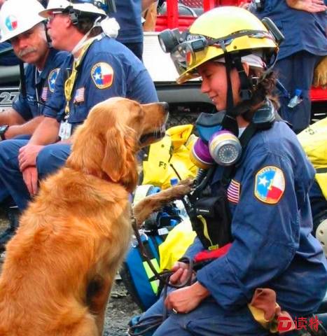 Bretagne是911当天第一批被派往现场执行搜救任务的300只搜救犬之一。