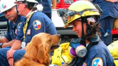 最后一只911搜救犬被安乐死 享受覆盖国旗待遇