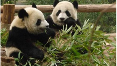 澳门为熊猫“开开”“心心”体检 三天后就要谢客一个月