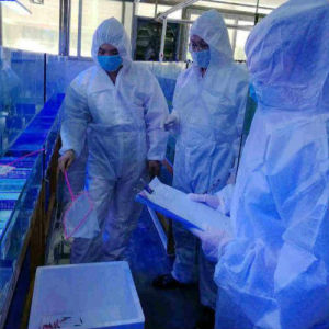 深圳检疫人员从进口观赏鱼中检出病毒性神经坏死病 系全国首次