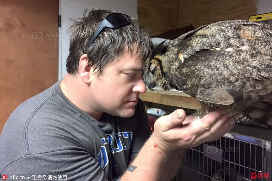 人鸟情未了 猫头鹰展翅“拥抱”救命恩人