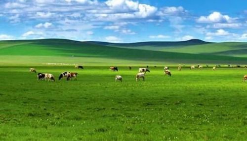 暑期运输首批新增航班公布，坐飞机游草原更方便！
