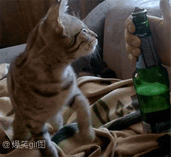 养猫千日，用猫一时！欧洲杯看球你需要它