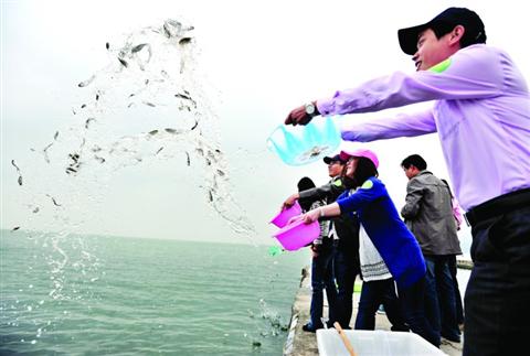 22万尾鲷鱼苗畅游深圳湾