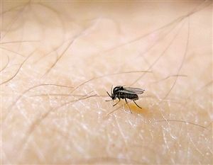四川蠓蚊图片