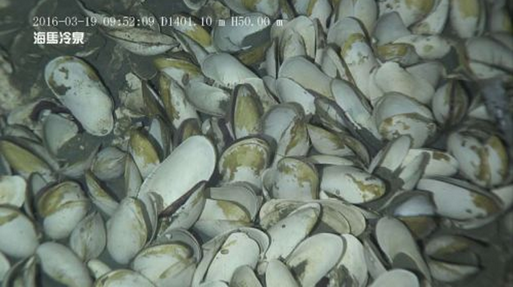 珠江口发现可燃冰分布区“海马冷泉” 