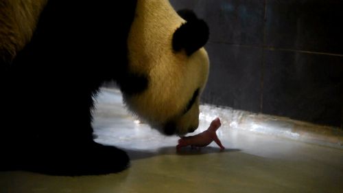 央赠送澳门大熊猫“心心”产下双胞胎 