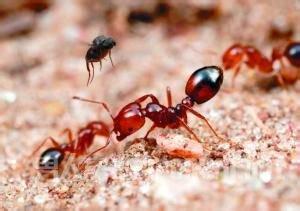 日本罗汉松中检出红火蚁！一旦被其叮咬会休克