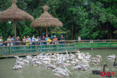 广州有了国内最大湿地公园：万只鸟儿等你来