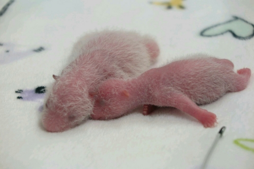 萌翻了！澳门两只大熊猫宝宝出生满一周