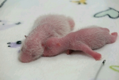 萌翻了！澳门两只大熊猫宝宝出生满一周