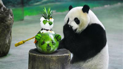 熊猫也玩直播！赠台大熊猫“圆仔”网上庆生！