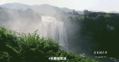 黄果树