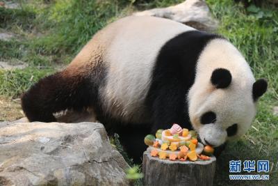 澳门大熊猫心心疑似怀孕 或将于两周后产子