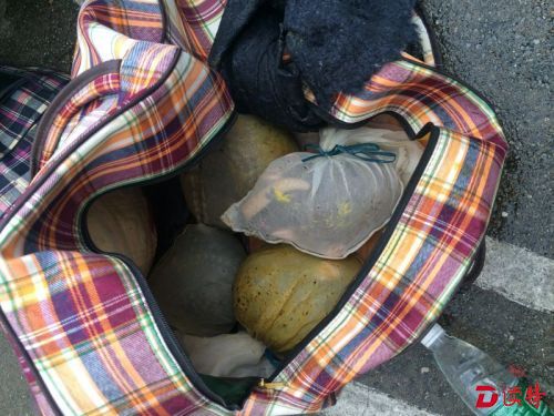 查不系安全带的，竟查出25只穿山甲！