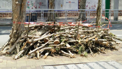 盐田行道树被大量砍伐  谁干的？