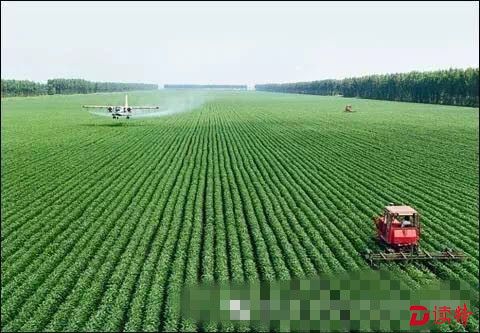 深圳市委书记：”双鸭山的胡萝卜可以当作水果吃“