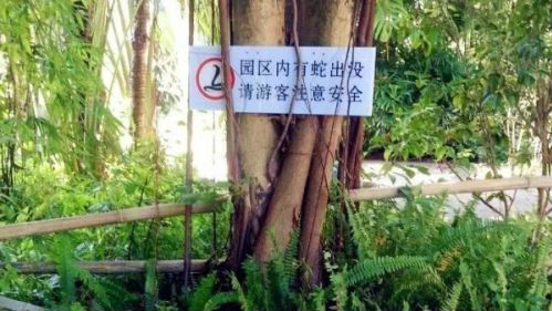 夏日毒蛇早晚出洞 去公园注意防蛇