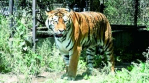 游客下车命丧虎口 八达岭野生动物园停业整顿