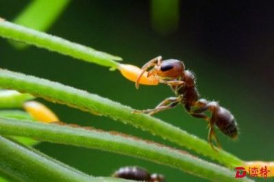 香港发现新品种蚂蚁！命名“金树蚁”