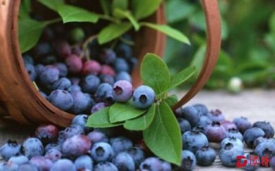 加拿大蓝莓上市喽！ 深圳口岸首次进口