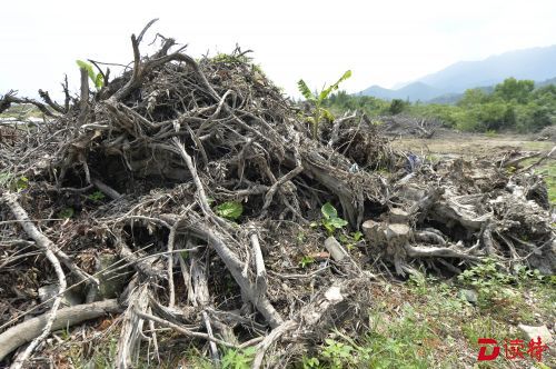 坝光多棵银叶树被砍 大鹏新区将依法处罚