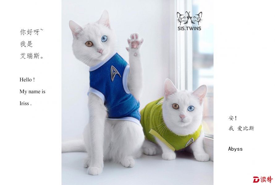 双胞胎还异瞳！这两只猫咪美的不像话
