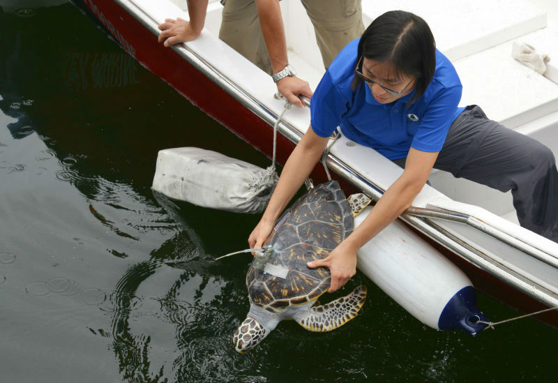 香港渔护署放生三只全球濒危绿海龟