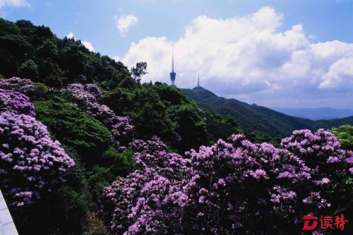表羡慕深圳人！30个自然公园，出门便鸟语花香