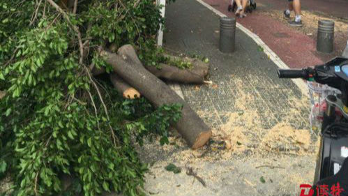 新安街道有人私砍绿化树 罚！