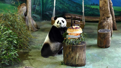 大陆赠台大熊猫“团团”“圆圆”喜迎１２岁生日